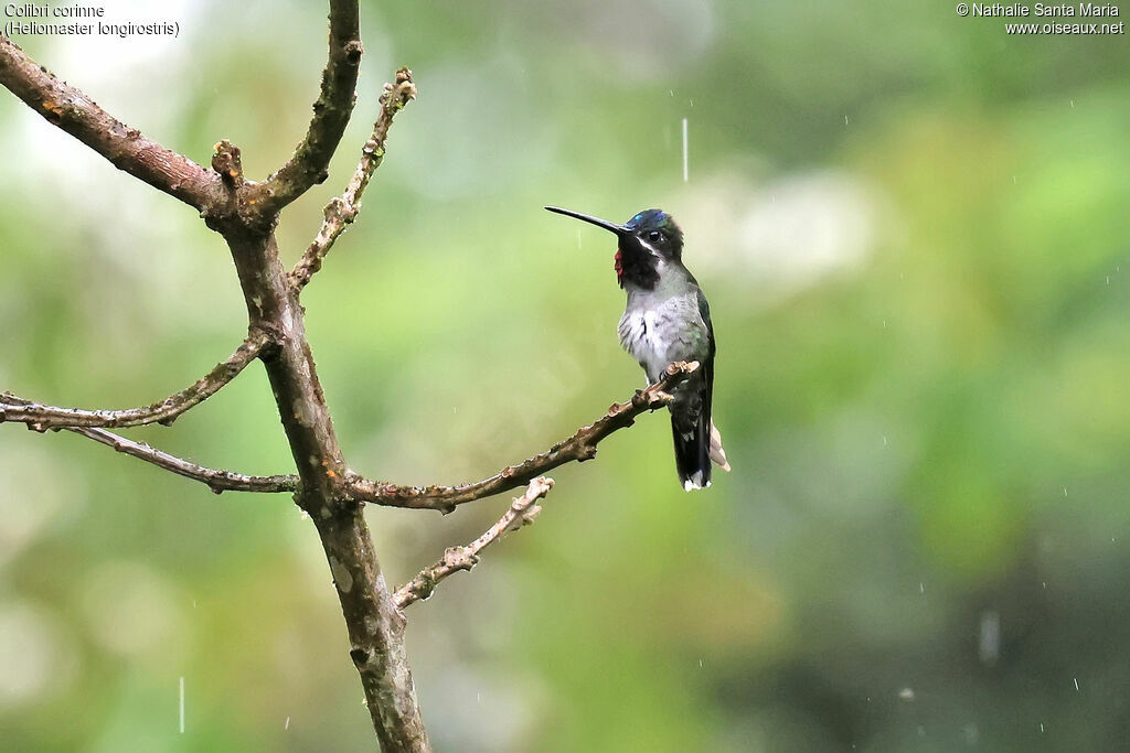 Long-billed Starthroat