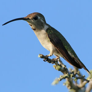 Colibri d'Eliza