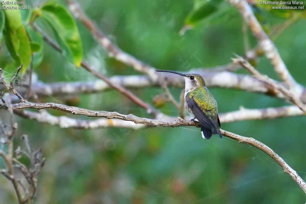 Colibri d'Eliza