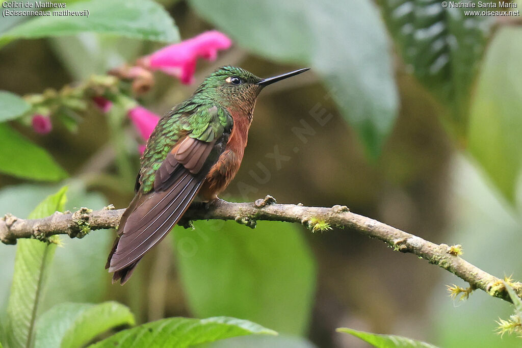 Colibri de Matthewsadulte, identification, pigmentation