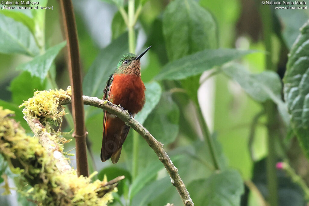 Colibri de Matthewsadulte, identification