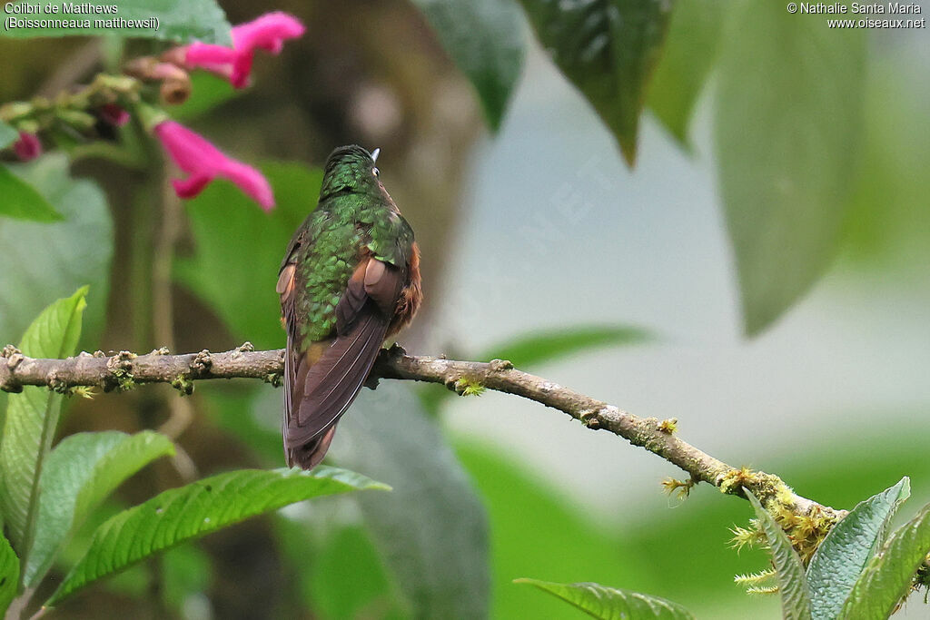 Colibri de Matthewsadulte, identification, pigmentation