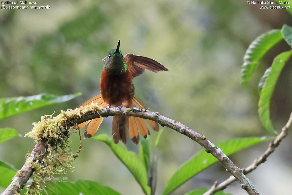 Colibri de Matthews, identification, Comportement