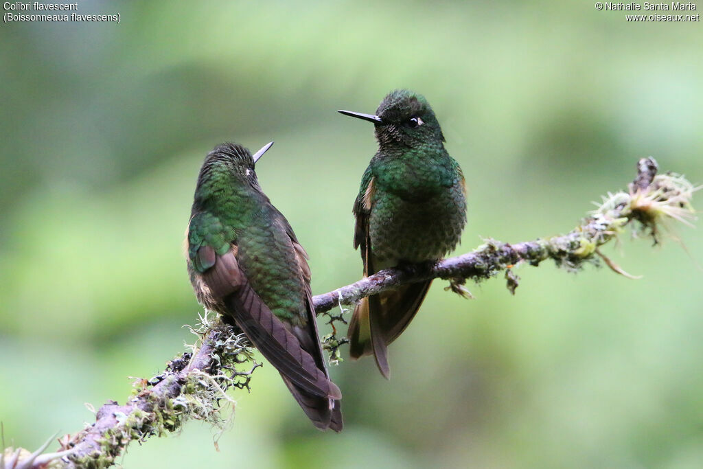 Colibri flavescentadulte, identification