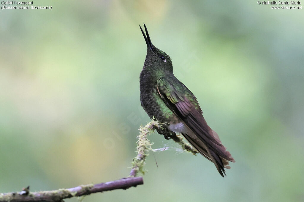 Colibri flavescentadulte, identification, Comportement