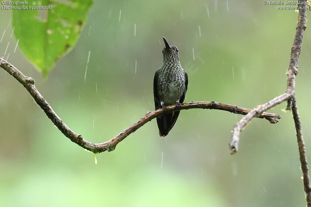 Colibri griveléadulte, identification, pigmentation