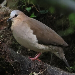 Colombe à front gris