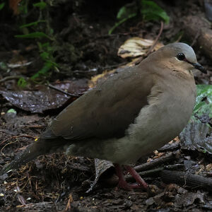 Colombe à front gris