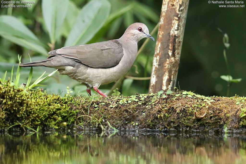 White-tipped Doveadult, identification