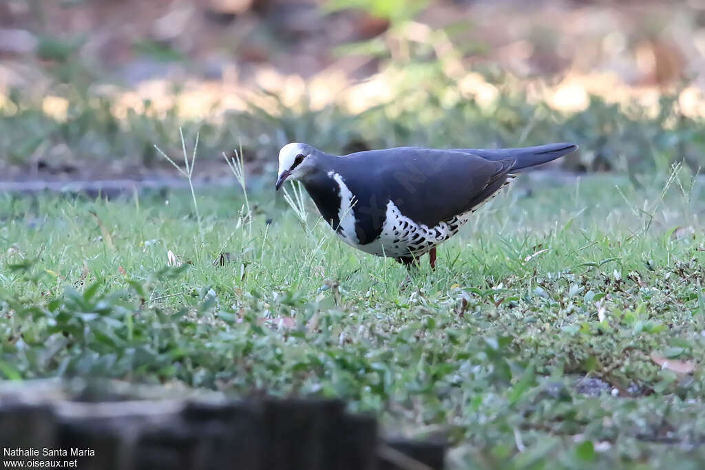 Wonga Pigeonadult, identification, walking