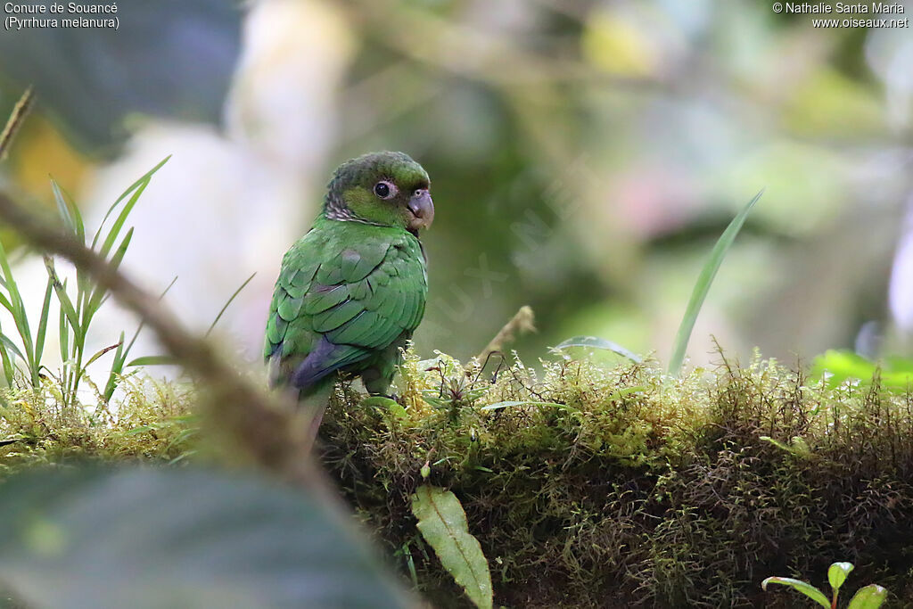 Conure de Souancéimmature, identification