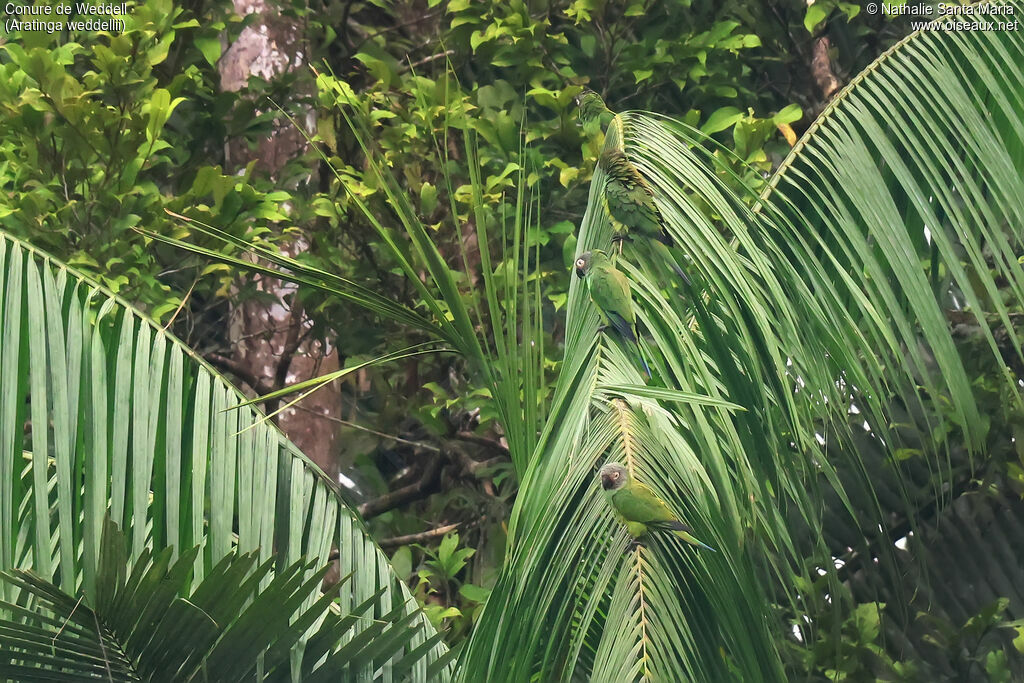 Conure de Weddelladulte, habitat