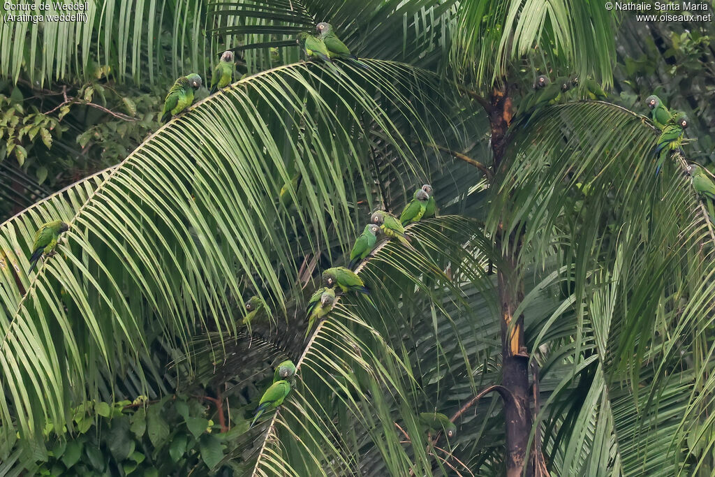 Conure de Weddell, habitat, soins