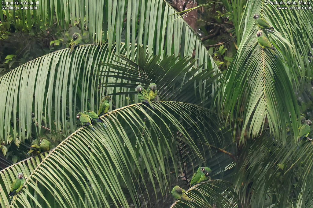 Conure de Weddell, habitat, soins