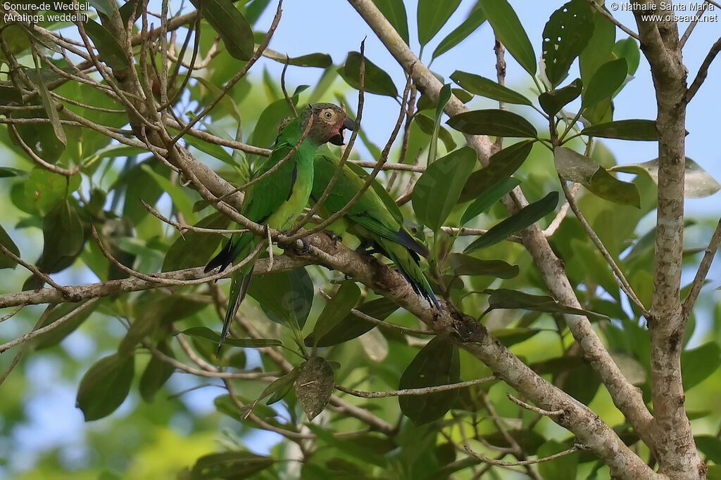 Conure de Weddelladulte, identification, Comportement