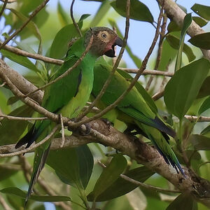 Conure de Weddell