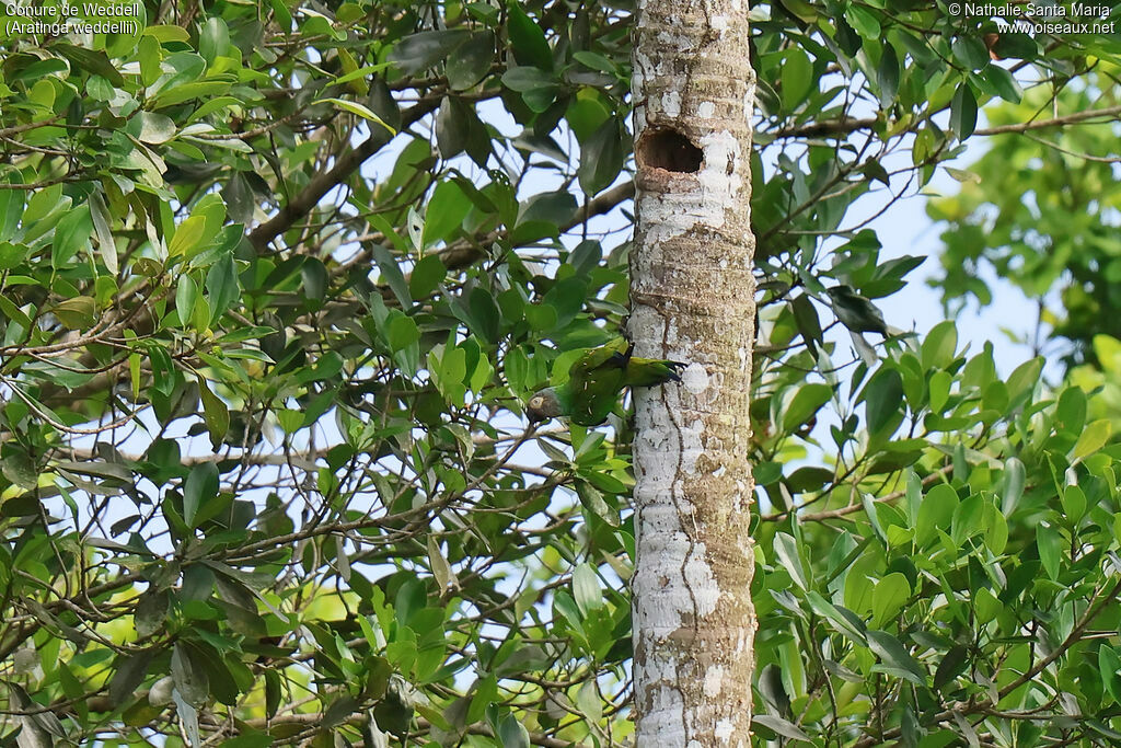 Conure de Weddelladulte, habitat, Nidification