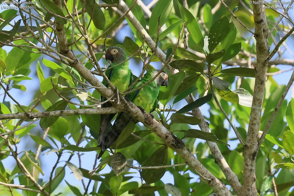 Conure de Weddelladulte, habitat