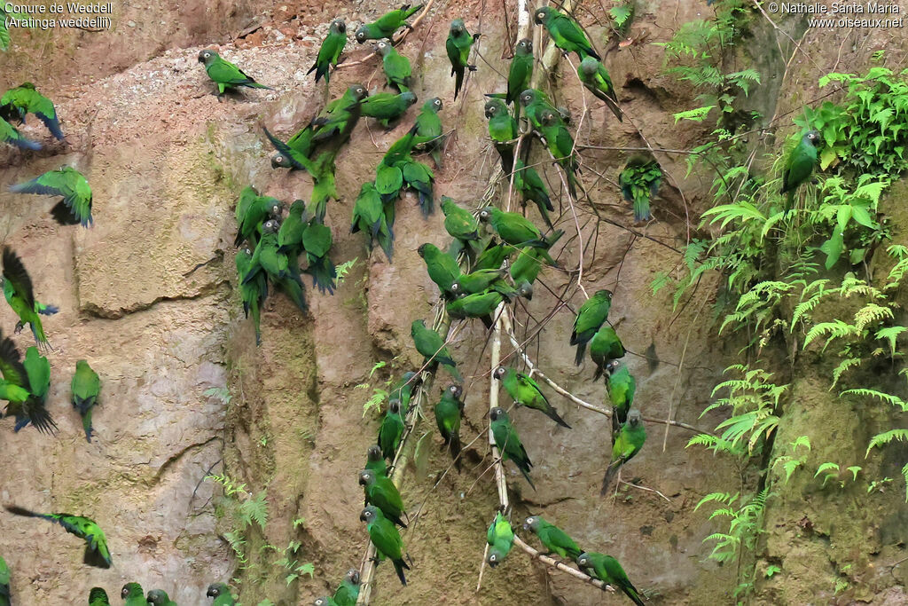 Conure de Weddell, habitat, régime, mange