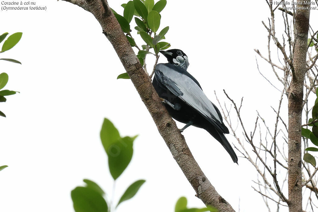Coracine à col nuadulte, identification