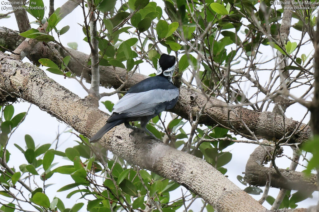 Coracine à col nuadulte, identification, pigmentation