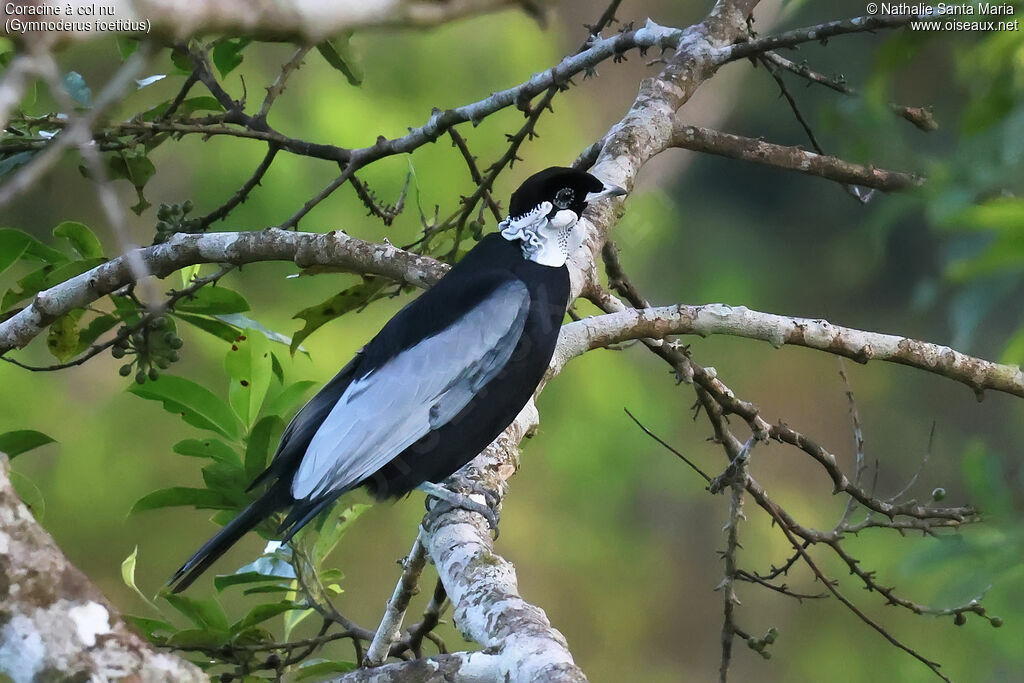 Coracine à col nuadulte, identification, pigmentation