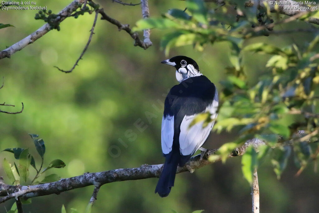 Coracine à col nuadulte, identification, pigmentation