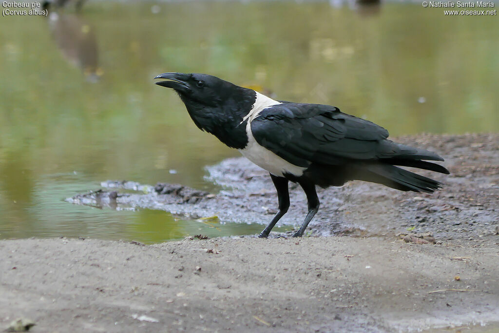 Pied Crowadult, identification, drinks