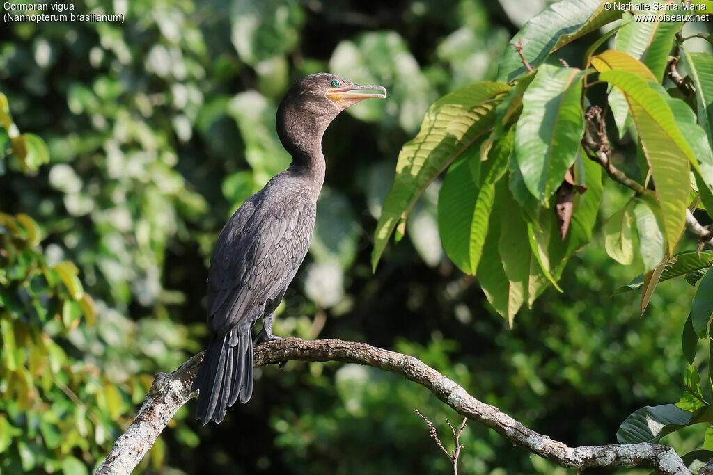 Neotropic Cormorantadult post breeding, identification