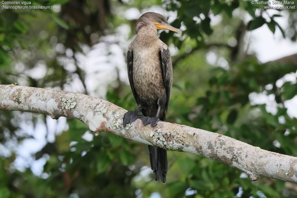 Neotropic Cormorantjuvenile, identification
