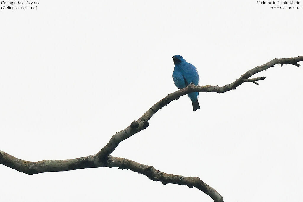 Plum-throated Cotinga
