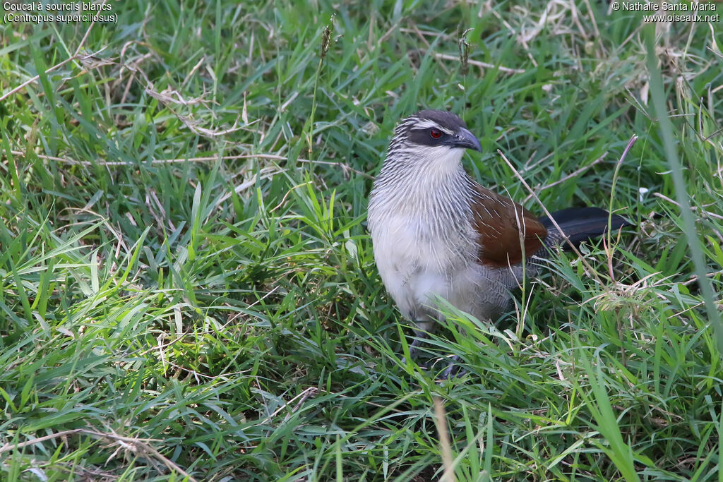 White-browed Coucaladult, identification, habitat