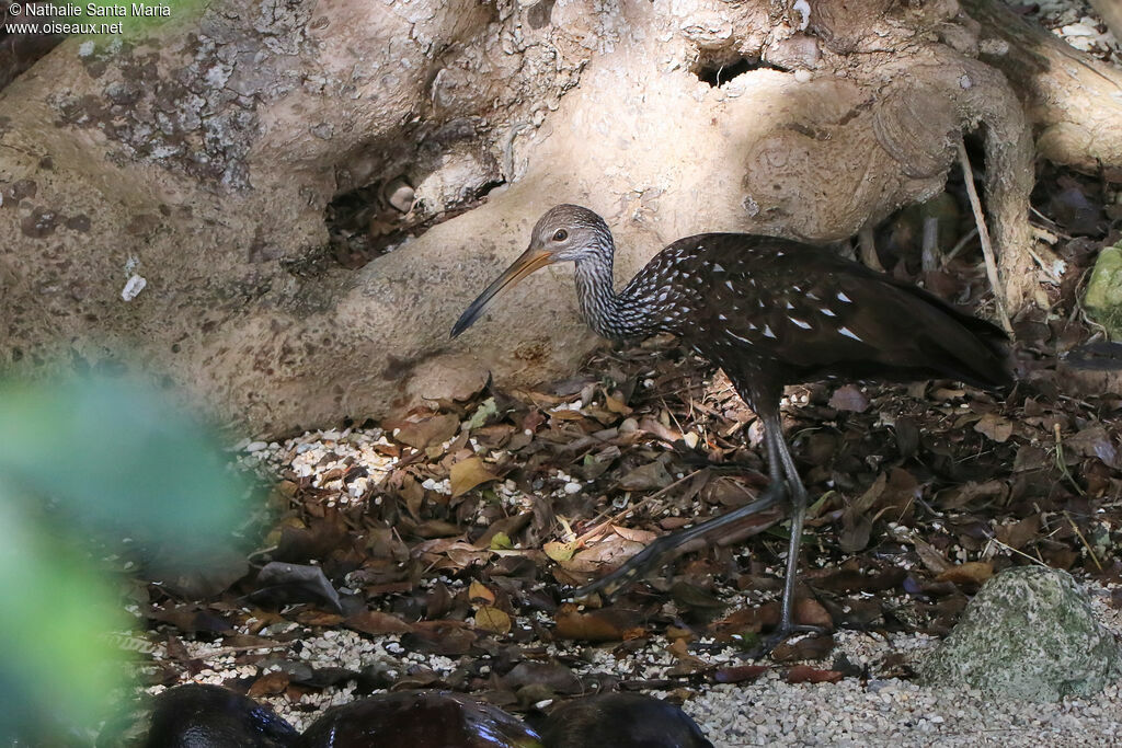 Courlan brunadulte, identification, marche, pêche/chasse