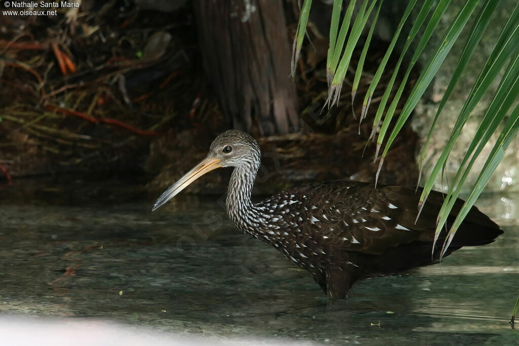 Courlan brunadulte, identification, pêche/chasse