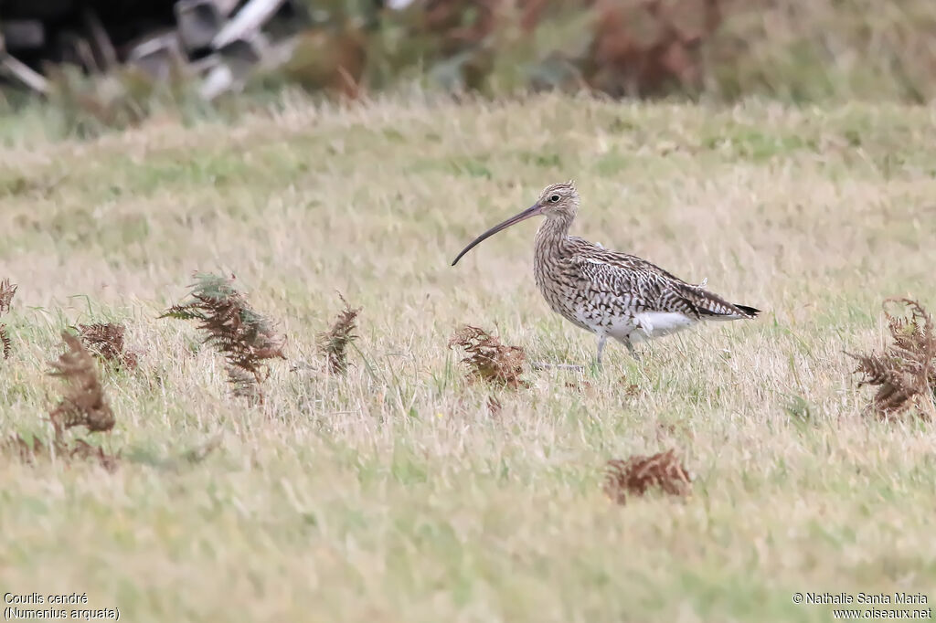 Eurasian Curlewadult, identification, walking