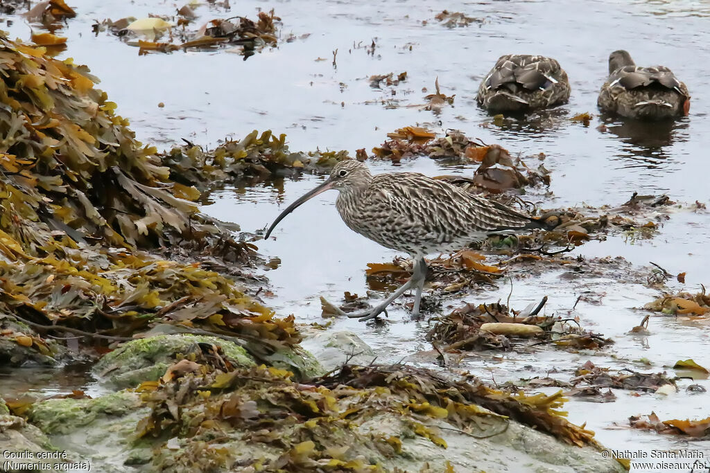 Eurasian Curlewadult, identification, walking