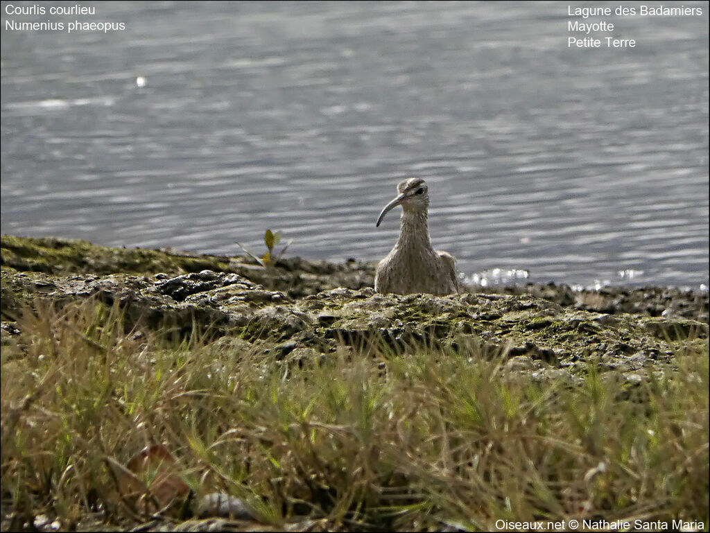 Eurasian Whimbreladult, habitat, Behaviour