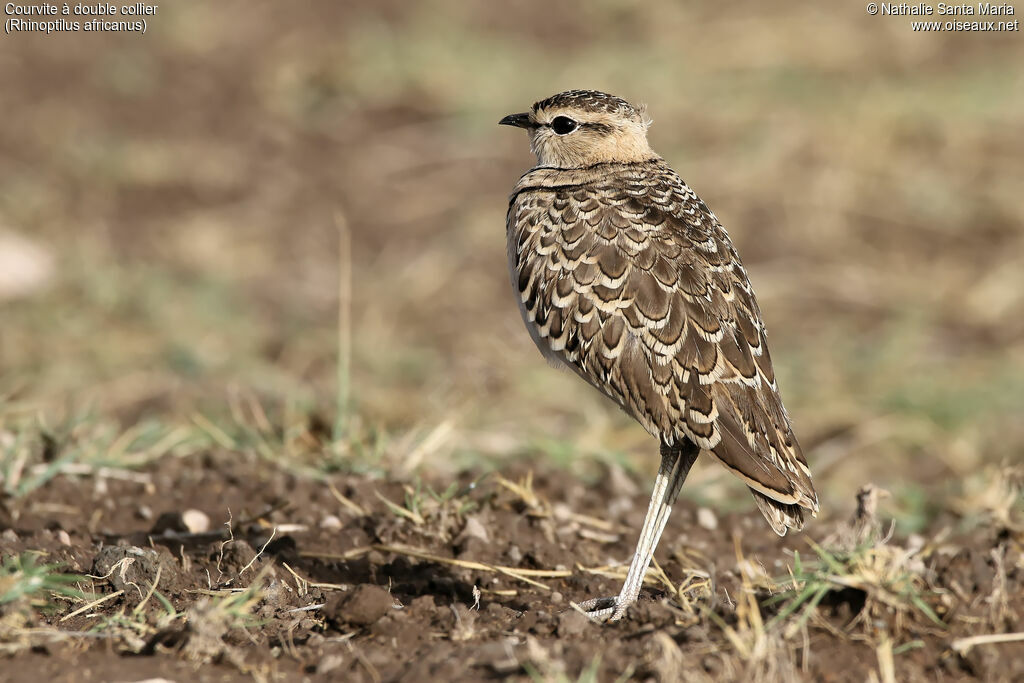 Courvite à double collieradulte, identification, habitat
