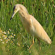 Crabier chevelu