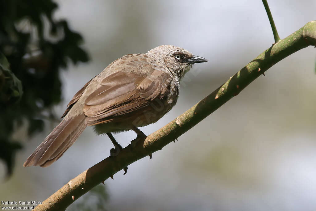 Cratérope de Sharpeadulte, identification