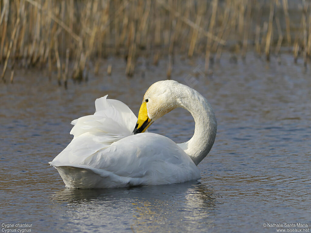Cygne chanteuradulte, identification, soins, nage, Comportement