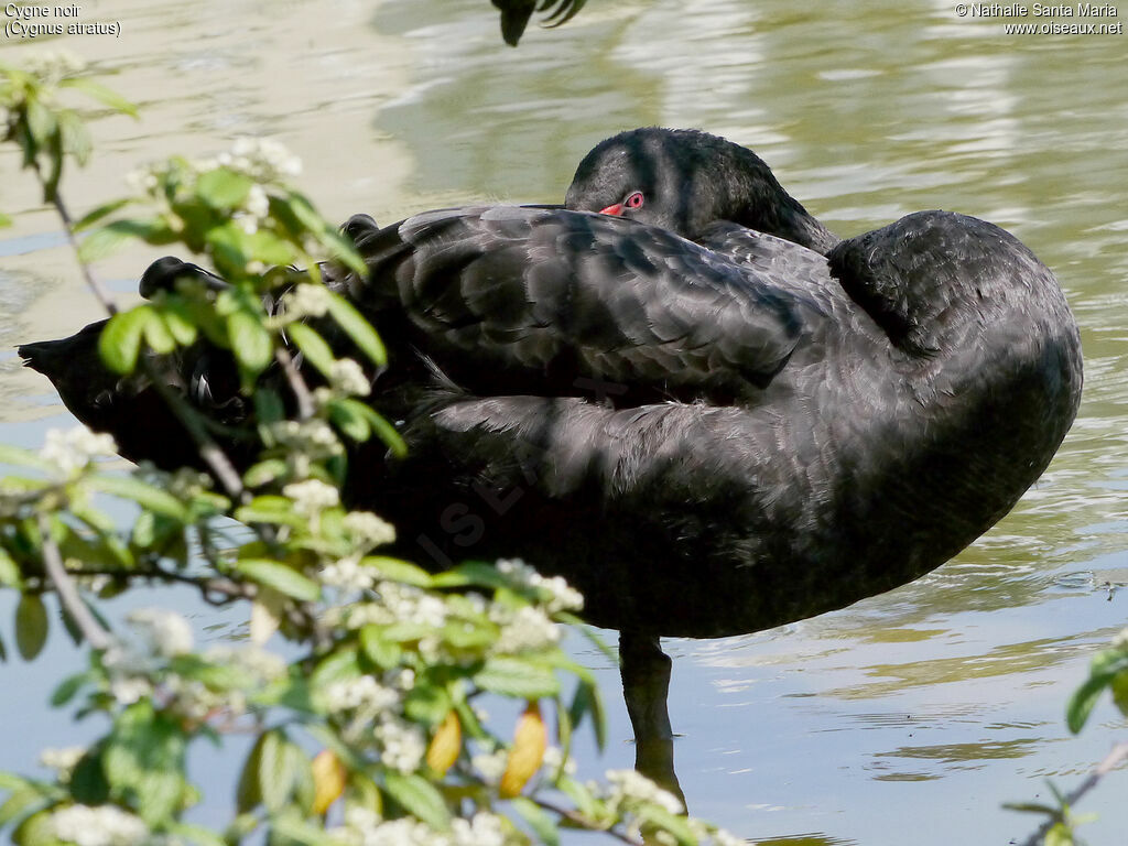 Cygne noiradulte, identification, Comportement