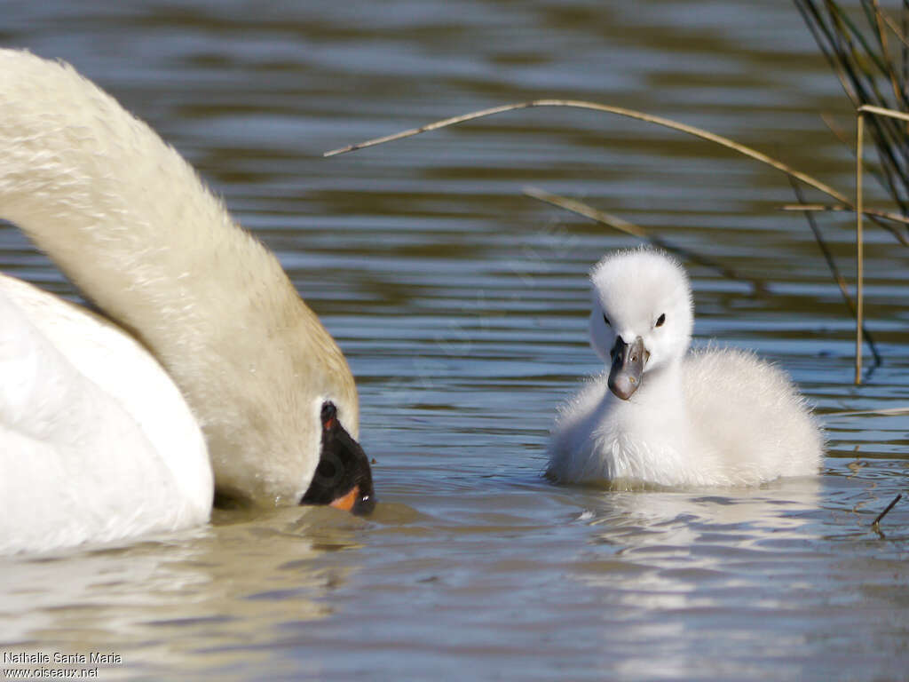 Mute SwanPoussin, identification, swimming