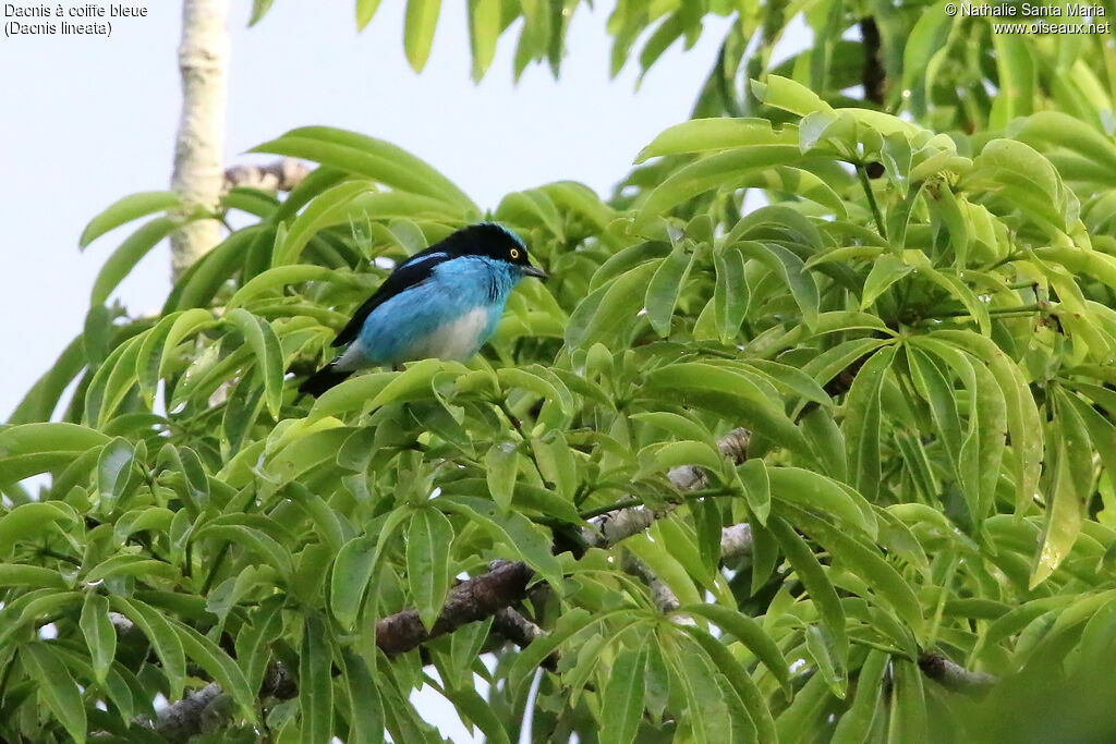 Dacnis à coiffe bleue mâle adulte, identification