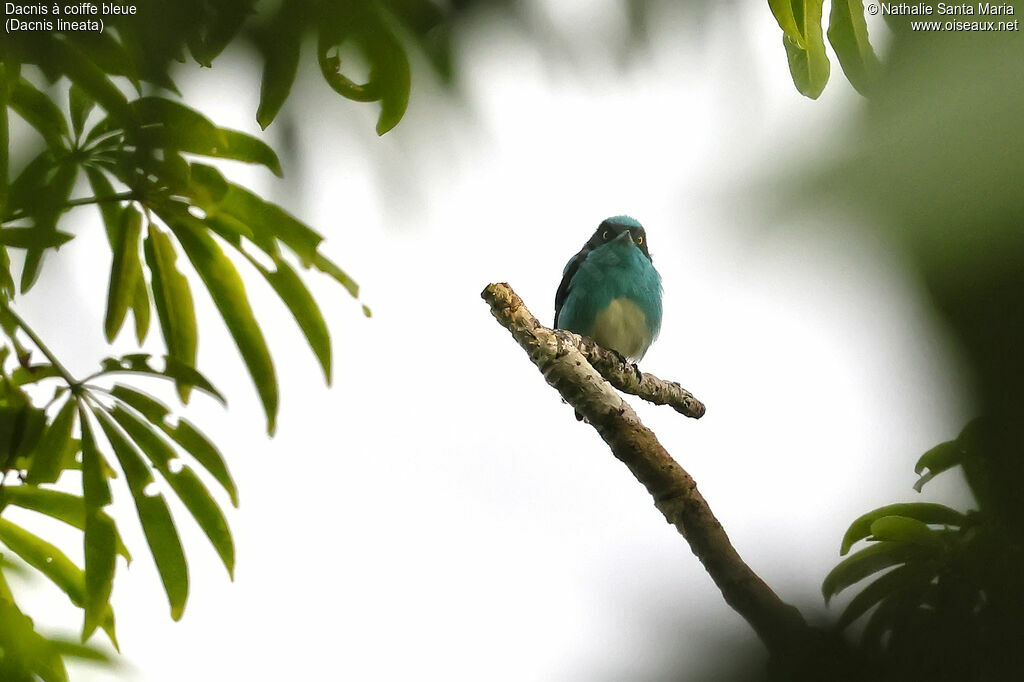 Dacnis à coiffe bleue mâle adulte, identification