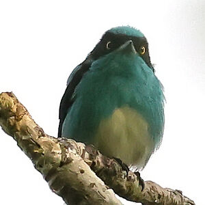 Dacnis à coiffe bleue