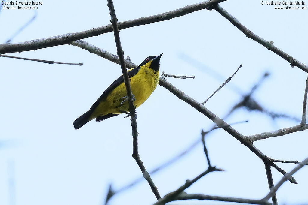 Dacnis à ventre jaune mâle adulte, identification