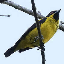 Dacnis à ventre jaune
