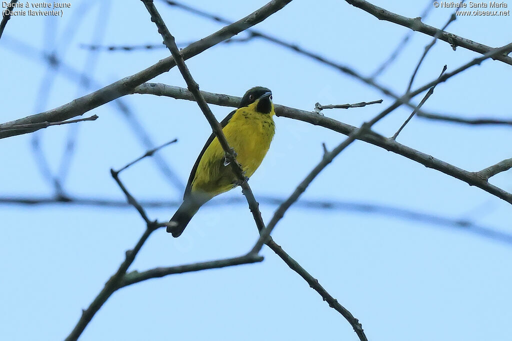 Dacnis à ventre jaune mâle adulte, identification