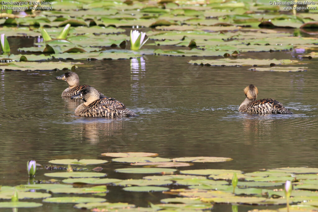 Dendrocygne à dos blancadulte, habitat, nage